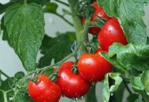 Jakim środkiem pryskać pomidory?
